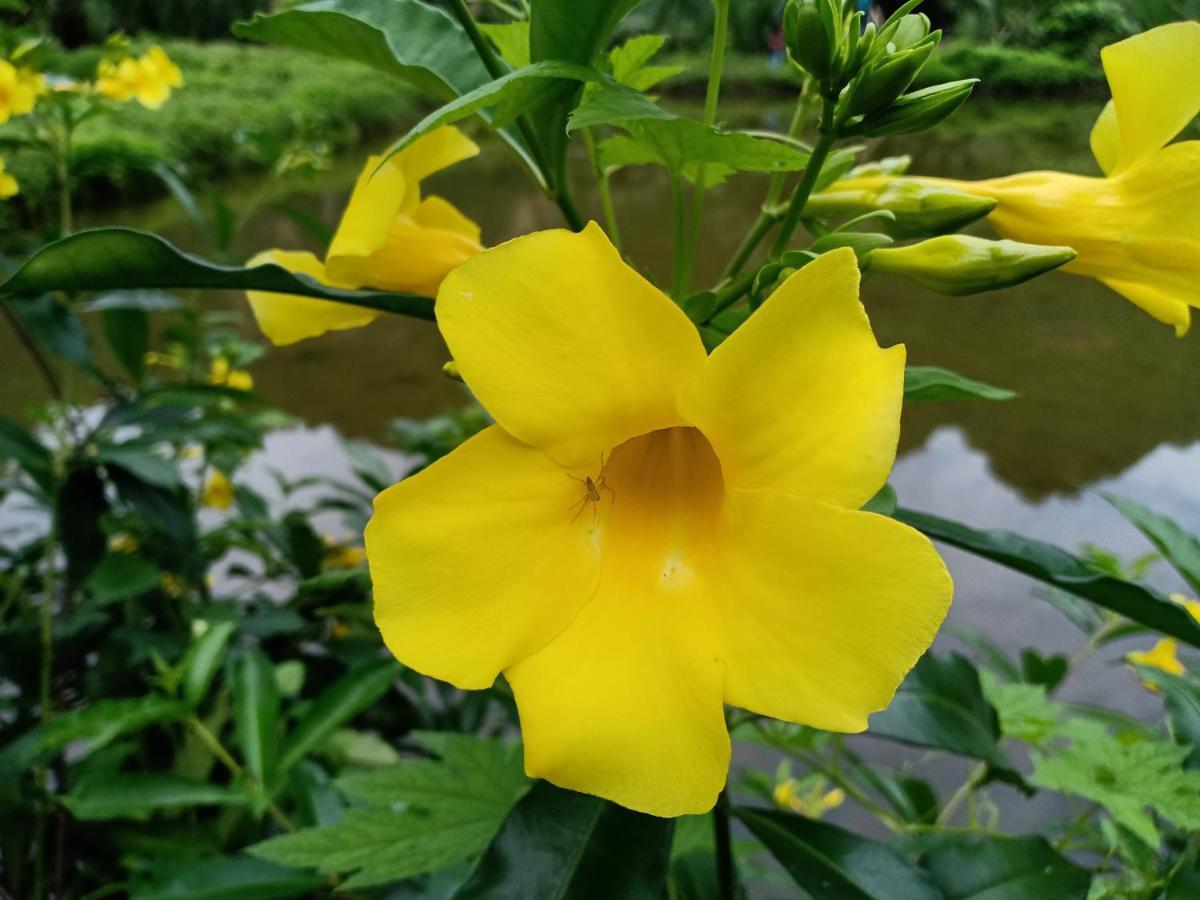 בית הארחה Kasijala 	Kampoeng Karst Rammang Rammang מראה חיצוני תמונה